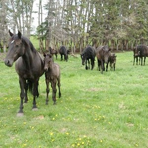Canadian Hay Ranch horse herd