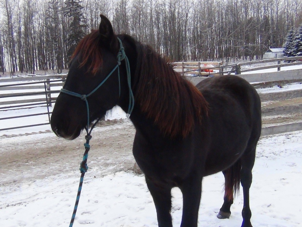 Blain Revelstoke Brevy