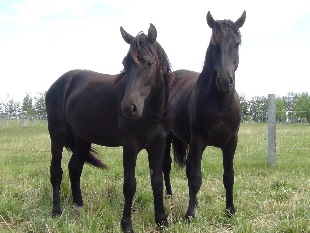 Banjo (left) and Bandit