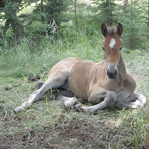 Canadian Hay Ranch foal 