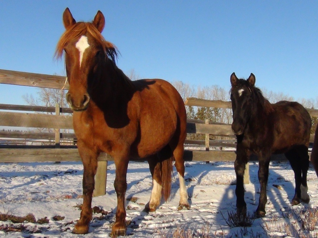 Green Acres K-Sir-A Superbe