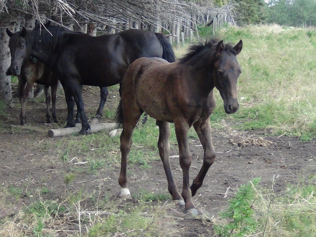 Blain Revelstoke Champion