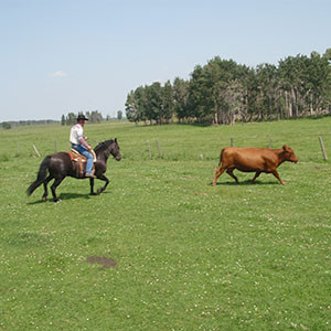 Canadian Hay Ranch, Earl at cow work