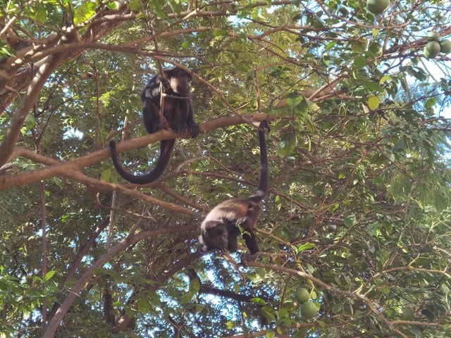 Tägliche Bewunderung: Die Affen ganz nah in freier Natur (Foto: Evi Burkhardt)