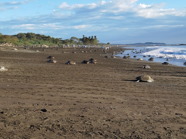 Das Schildkröten-Spektakel in Playa del Ostional, Costa Rica (Foto: Evi Burkhardt)