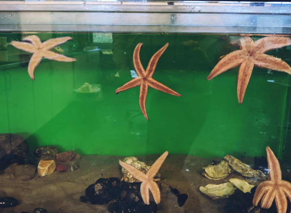 Seesterne werden herausgenommen: Kinder dürfen sie halten