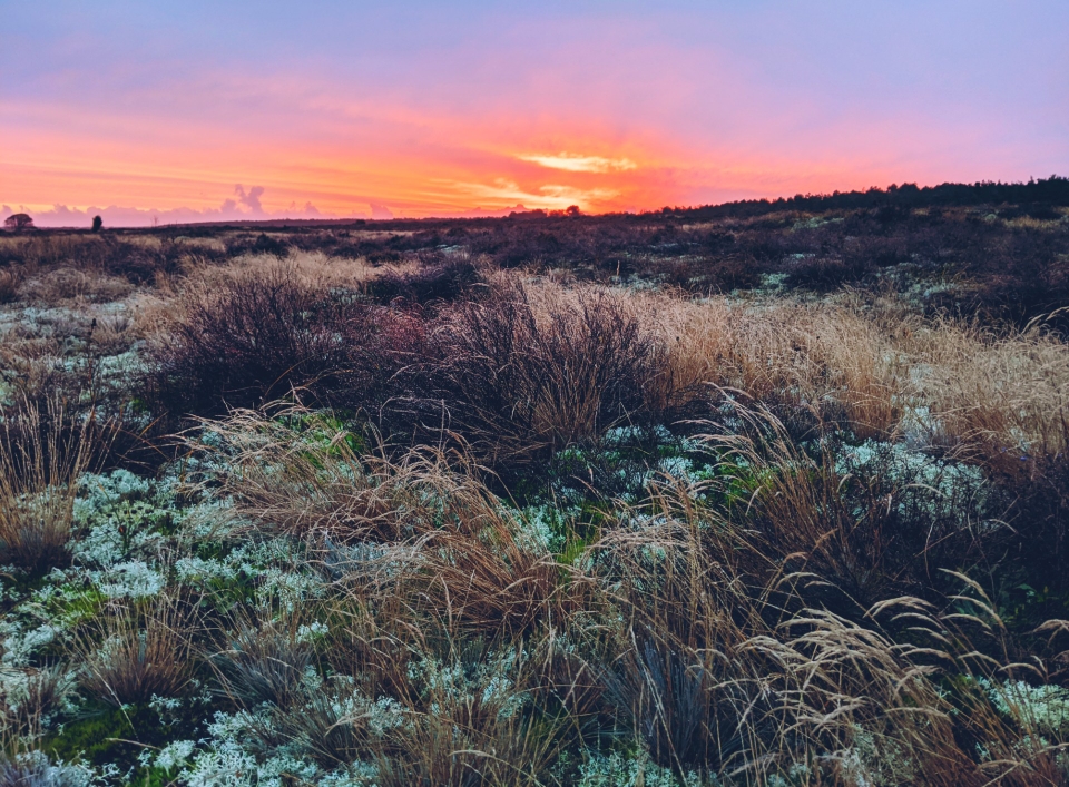Moos und Gräser in allen Farben und Formen