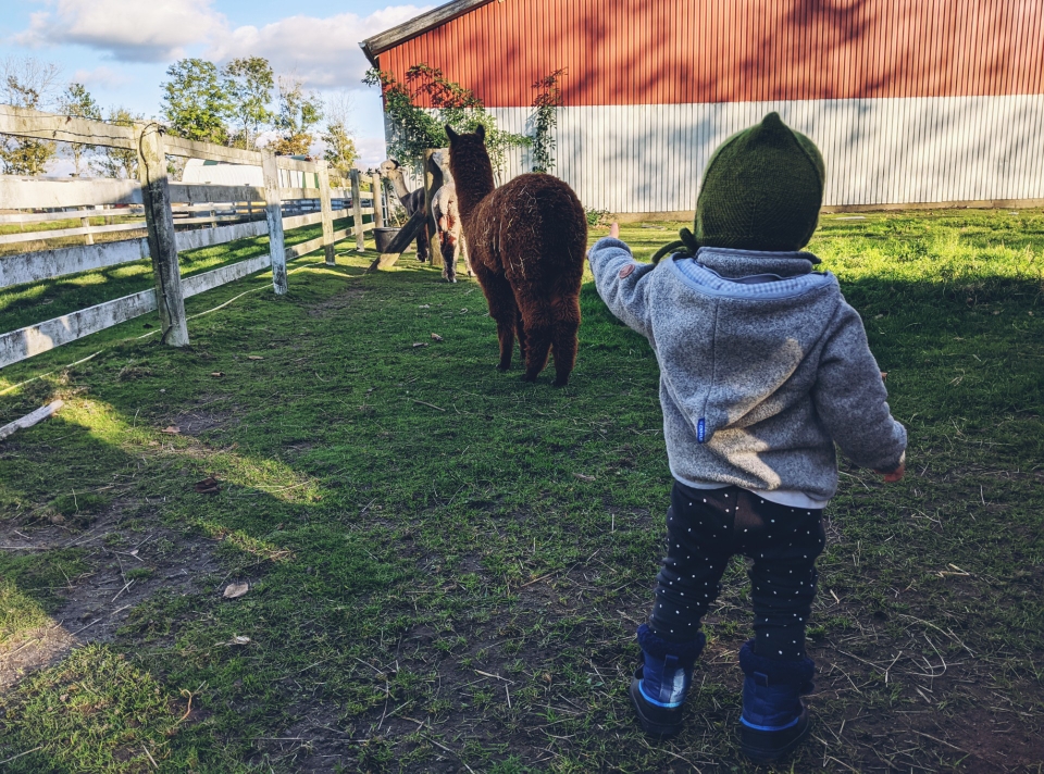 Johanna genießt die Alpakas mit einem gewissen Abstand