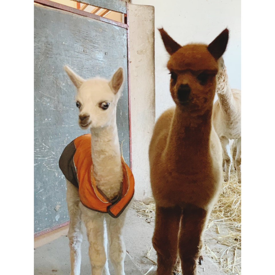 Die zwei jüngsten Alpakas auf der Farm aktuell