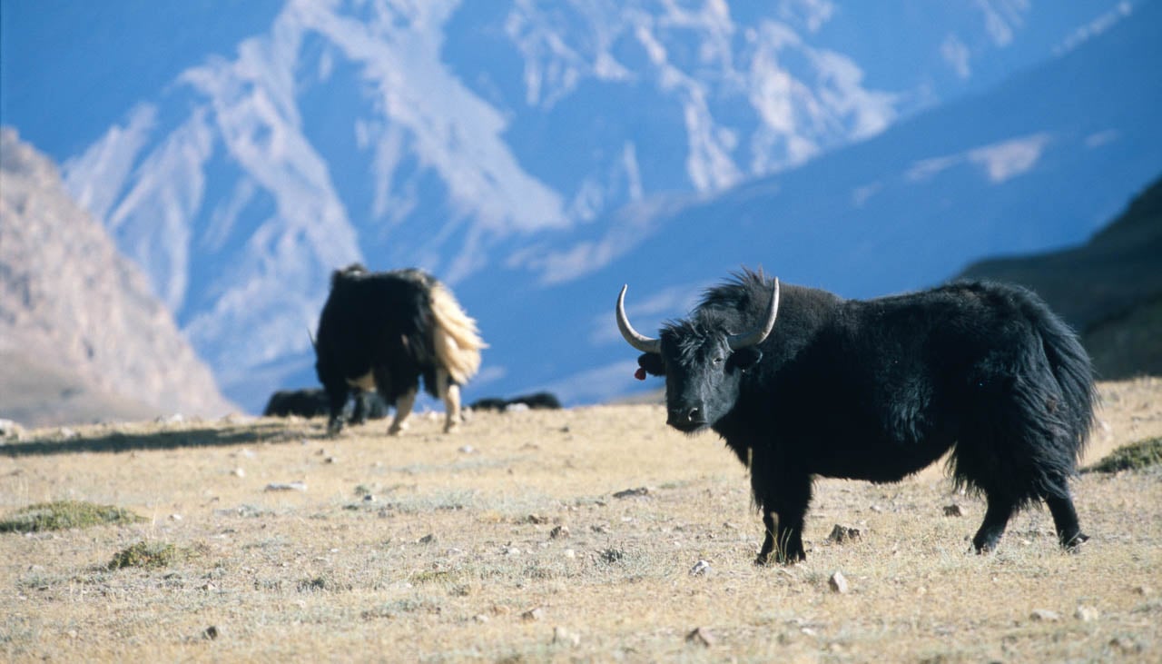 Yaks in Spiti