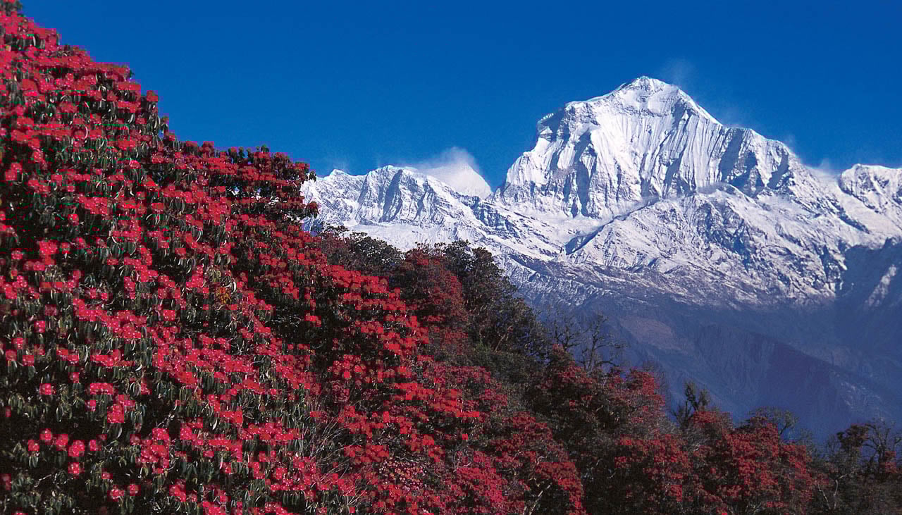 Blühende Rhododendren vor dem Massiv der Annapurna
