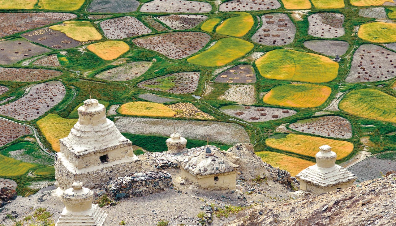 Gerstenfelder in Stongde in Zanskar