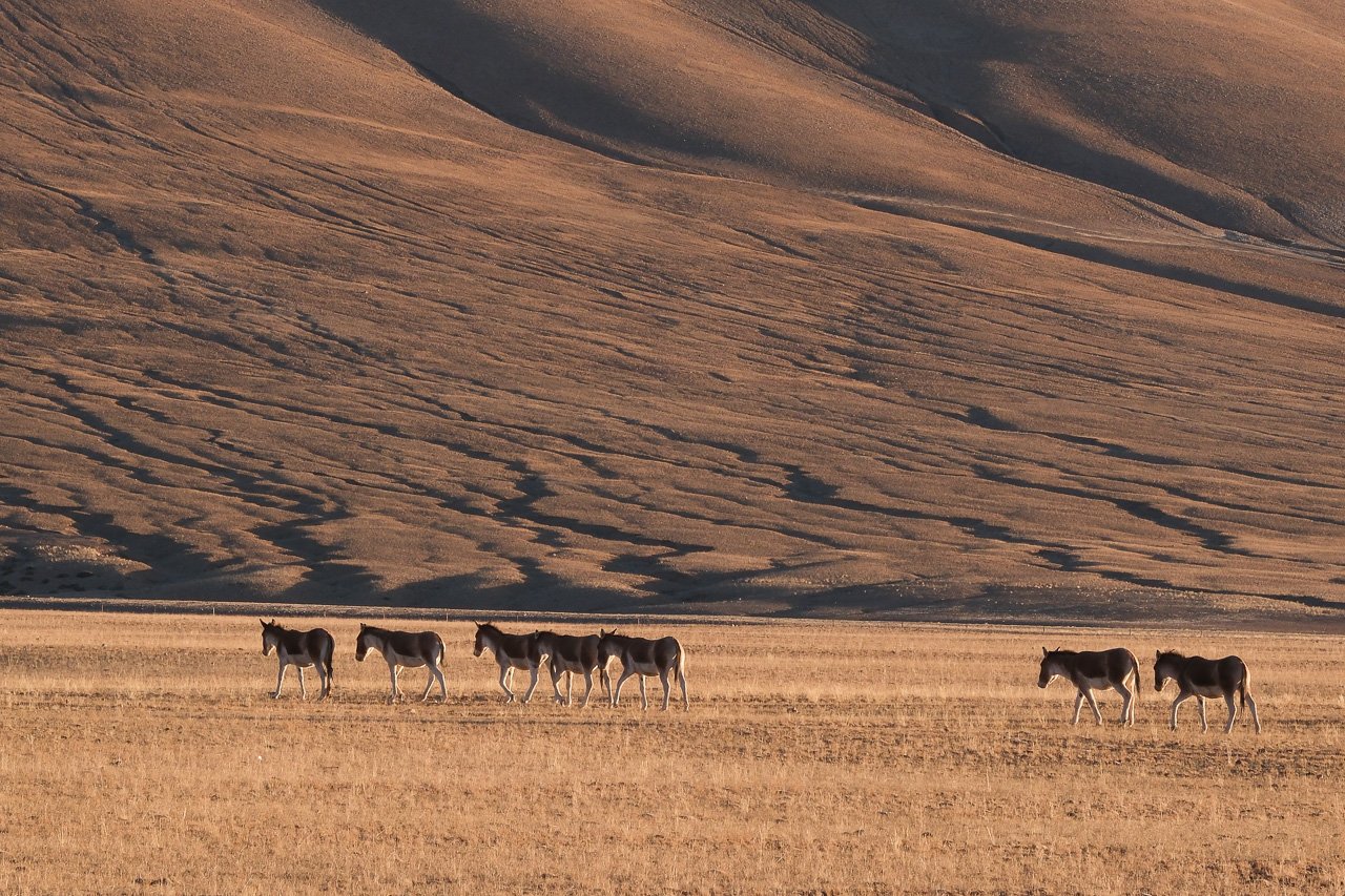 Kyang - tibetische Wildesel