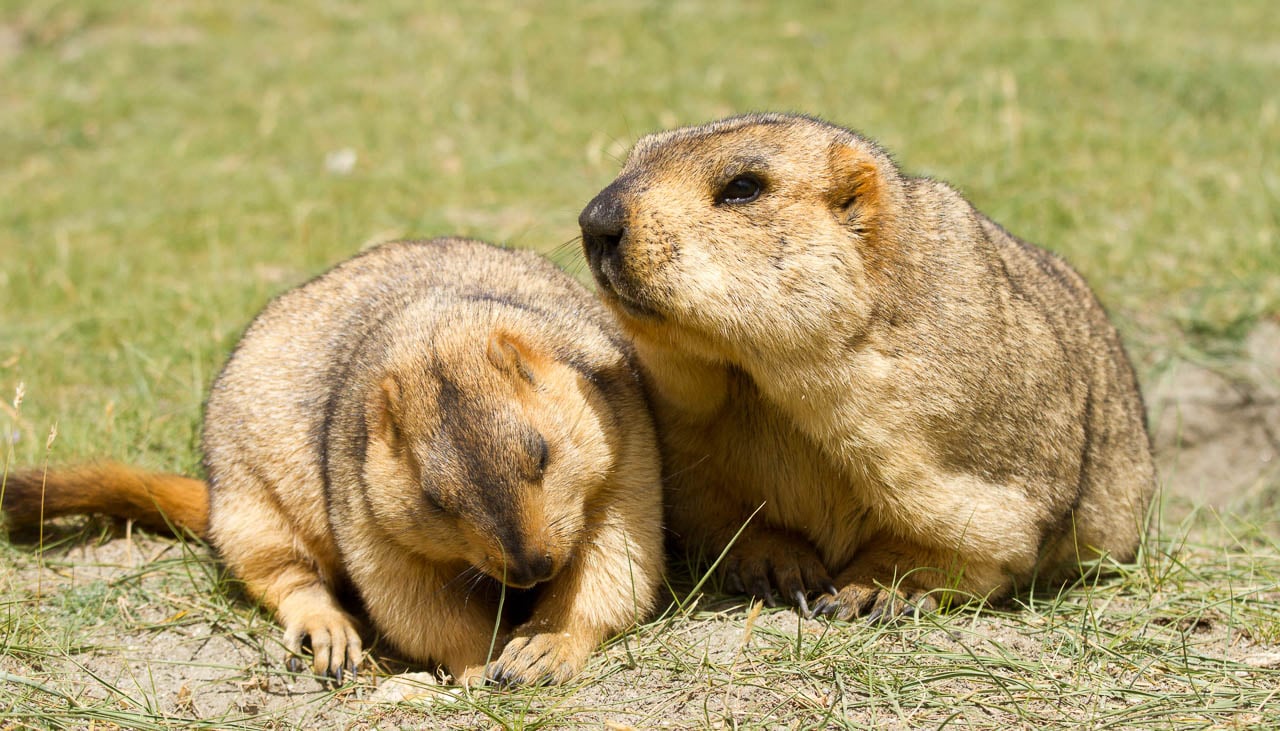Murmeltiere im Himalaya