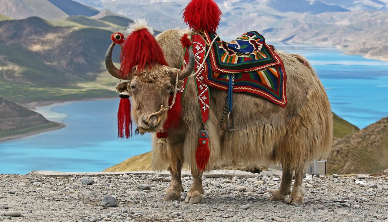 Yak am Yamdrok Tso in Tibet