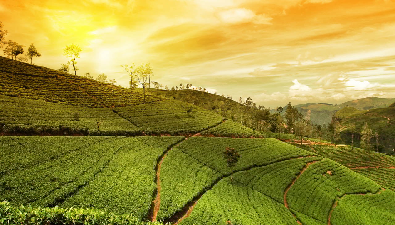 Teeplantage in Darjeeling