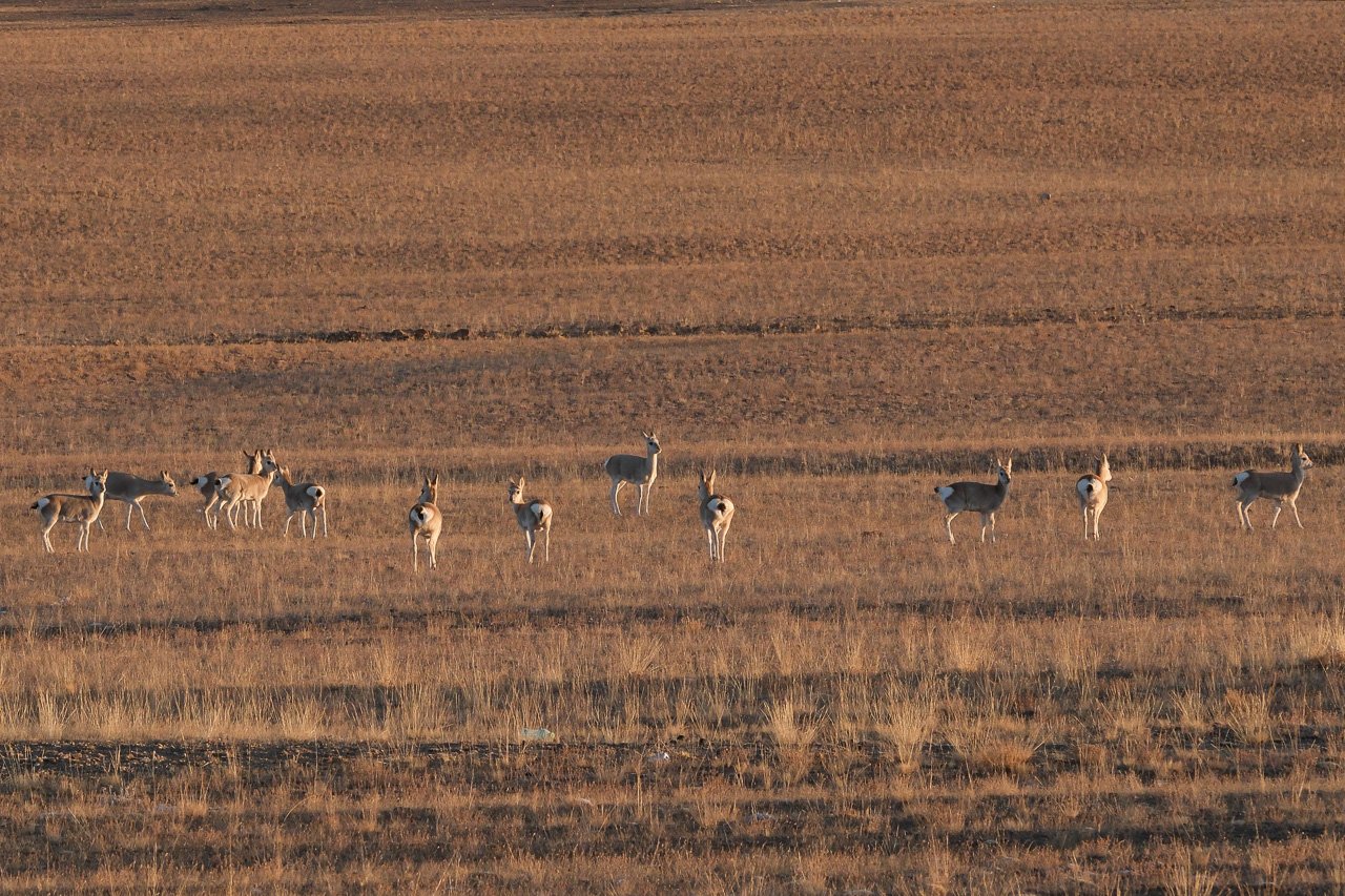 Tibet-Gazelle auf den 5000 Meter hohen Hochplateaus in Westtibet