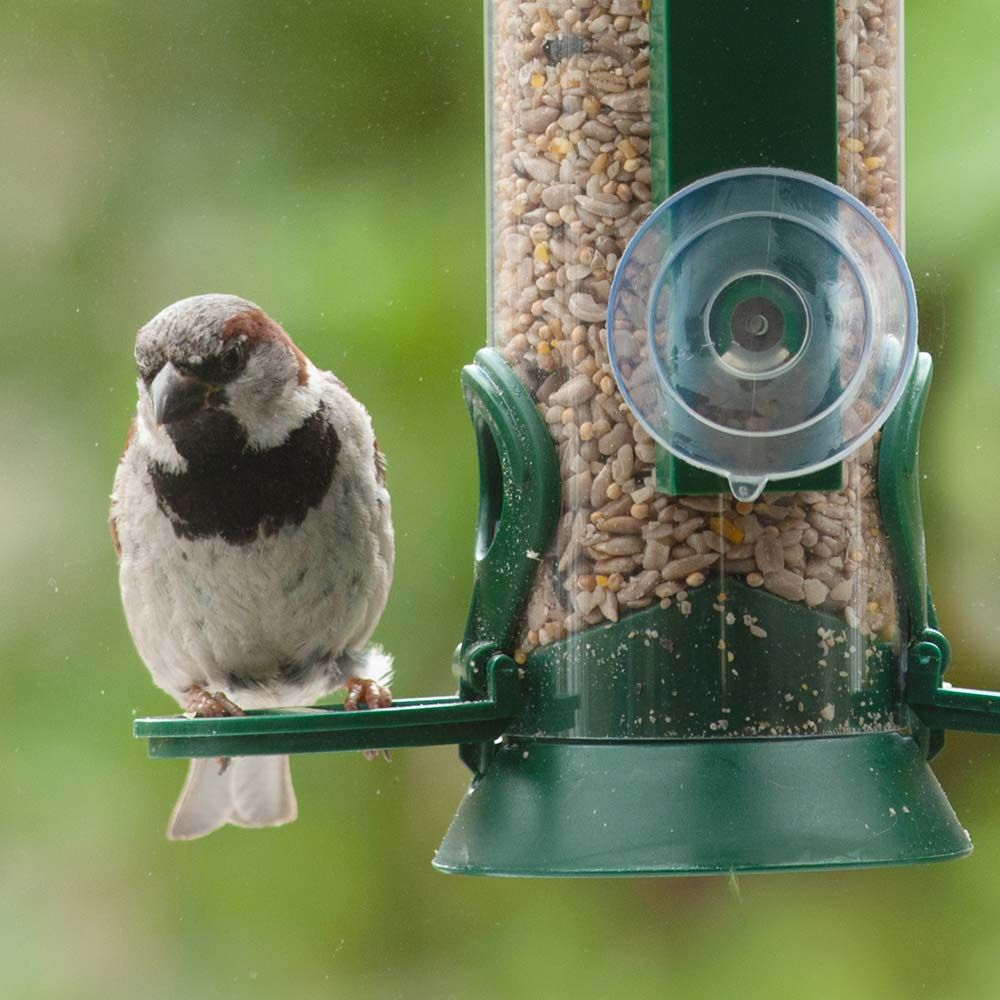 Haussperling an energiereichen Samen