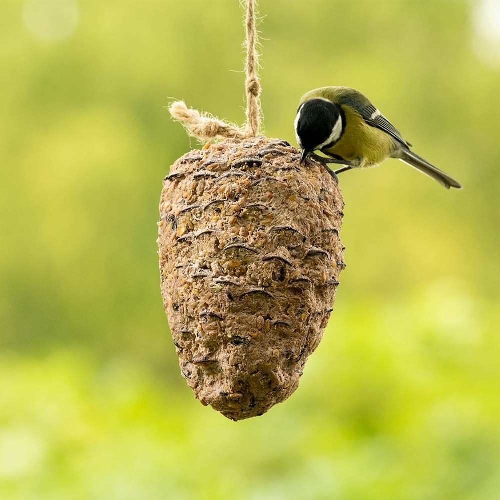 Kohlmeise an Kiefernzapfen mit Erdnussbutter