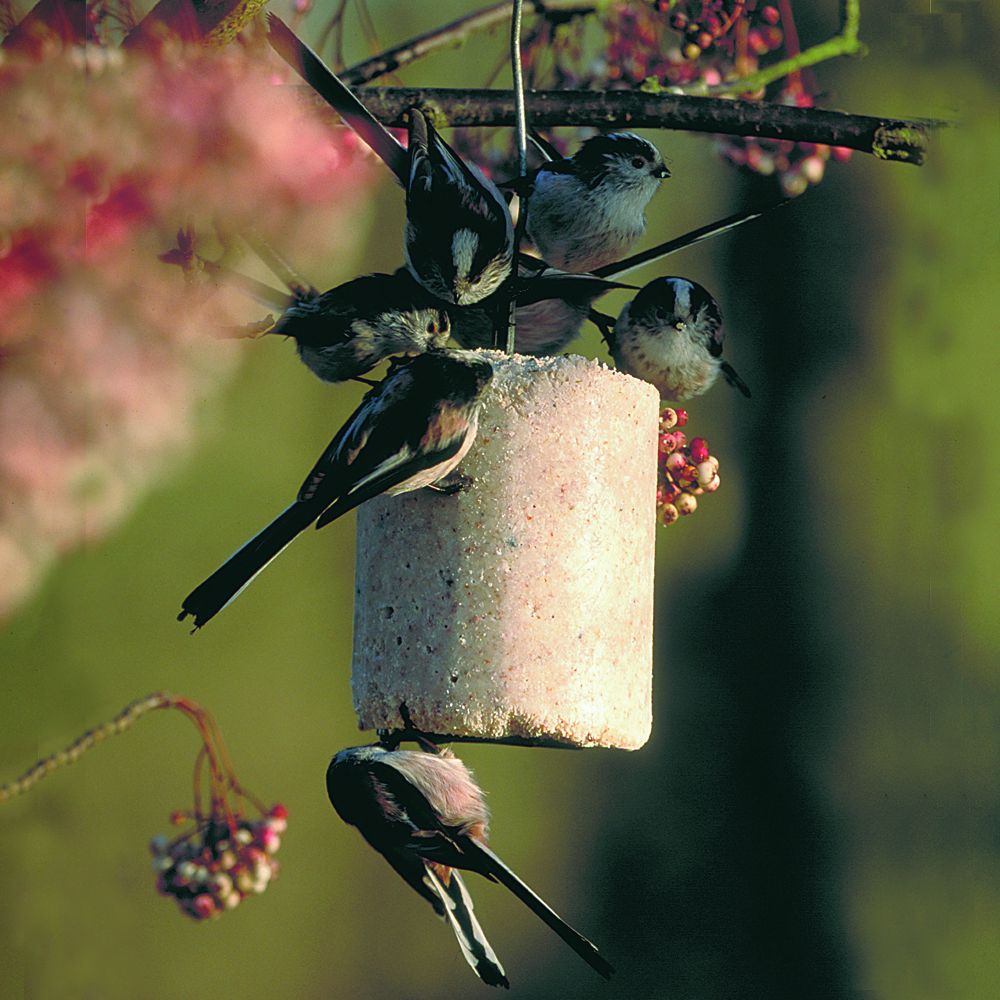 Schwanzmeise an Energiekuchen mit Insekten