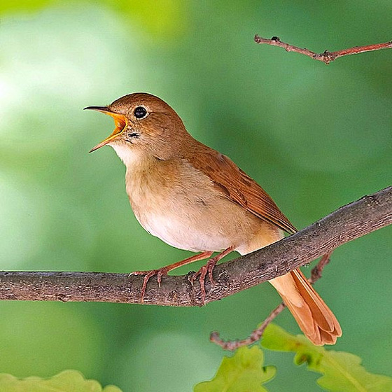 Der Gesang einer Nachtigall hier mitten in der Stadt....