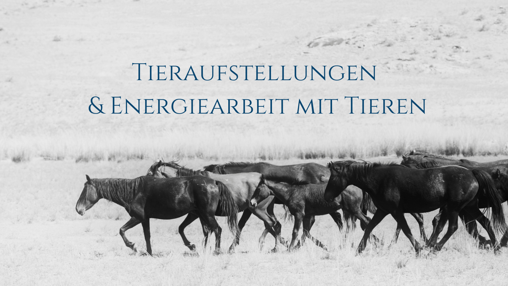 Die stille Kraft: Warum energetische Arbeit mit Tieren ein Geschenk ist