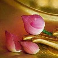 Die Kraft der Verletzlichkeit