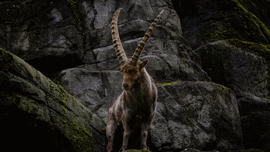 Bergziege - Krafttier im Schamanismus