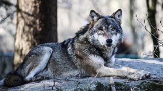 Wolf - Krafttier im Schamanismus