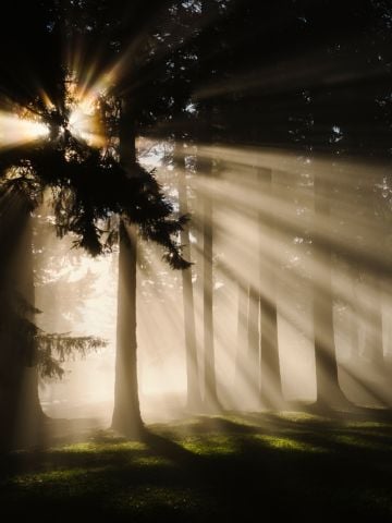 Sonnenstrahlen leuchten durch Bäume