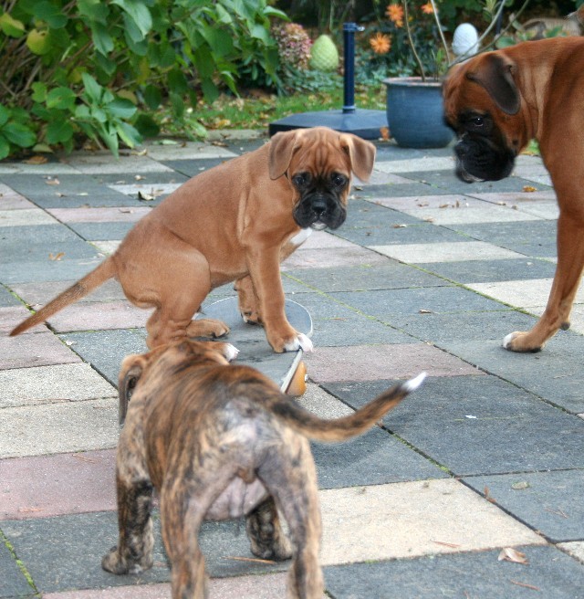 Barbossa lernt Skateboard fahren - Barios schiebt...