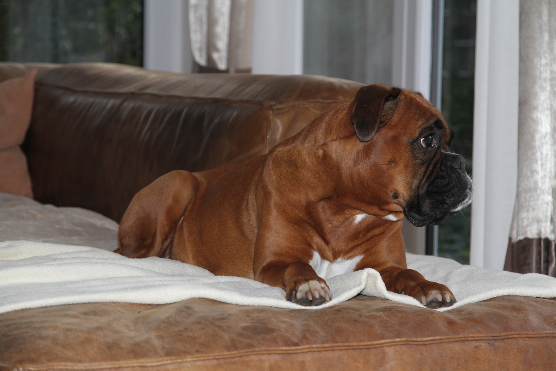 Cordis auf ihrem Lieblingsplatz