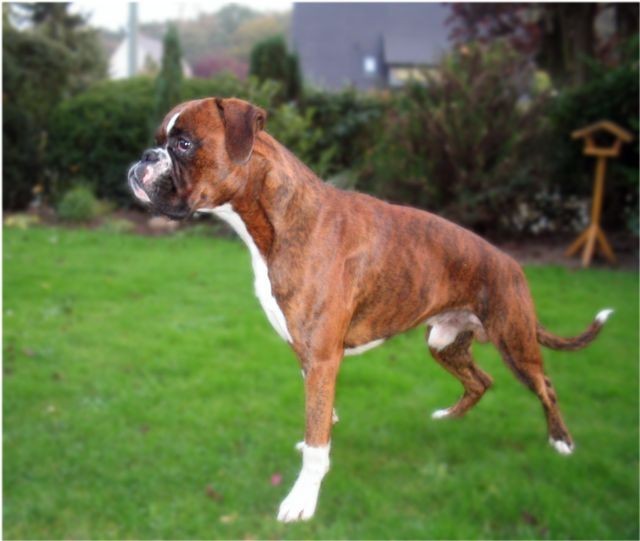 Artus (genannt Anton)