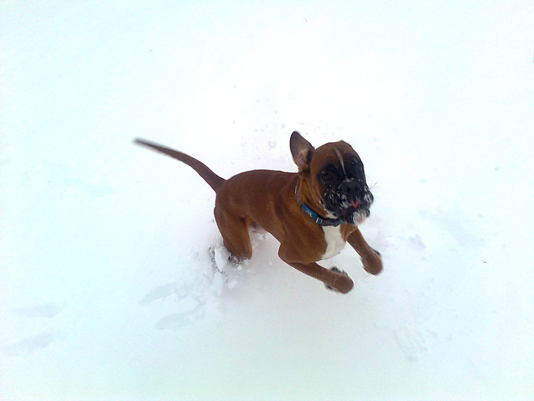 Eggi - erster Schnee...8 Monate alt