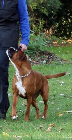 Begleithundprüfung November 2015