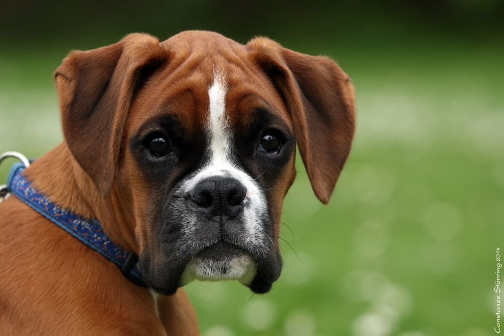 12 Wochen alt...und den Schalk im Blick ♥