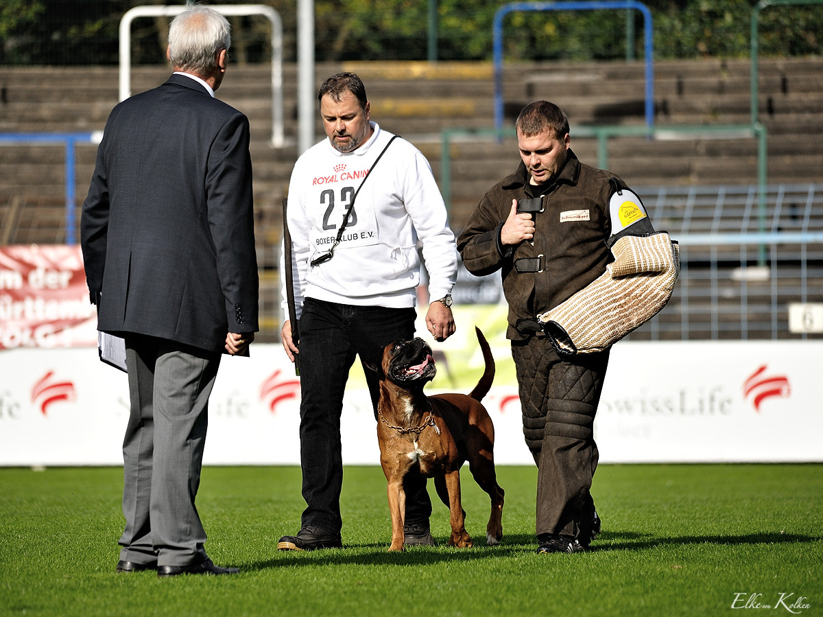 Herbert und Candor - Deutsche Meisterschaft