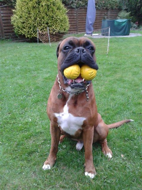 Carlo " einer geht noch ... "