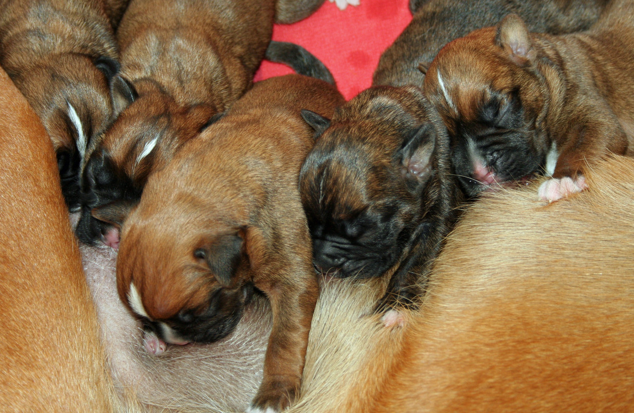 Cordis 1 Tag alt ♥