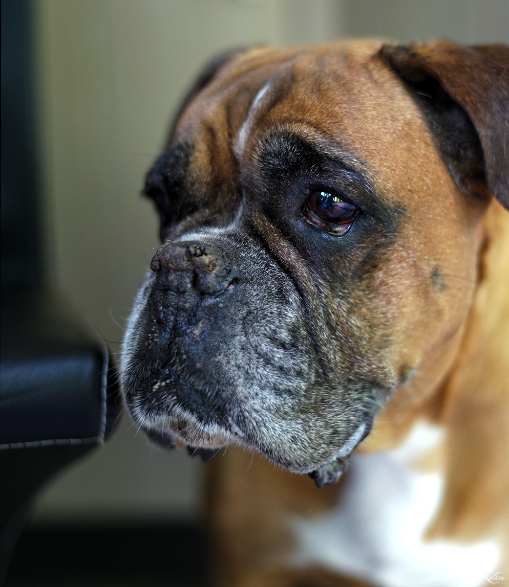 geliebte Omi - 13,5 Jahre alt