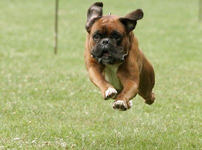 Carlo hat´s immer sehr eilig!