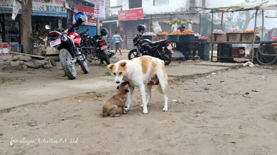 ネパール西部カイラリ郡ガウリガンガの、マヘンドラハイウェイ沿いのカジャ屋さんにて