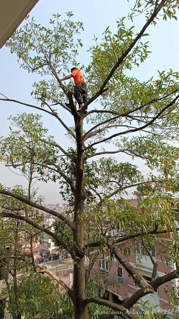 ルドラクシャの木の上にできたスズメバチの巣を撤去します