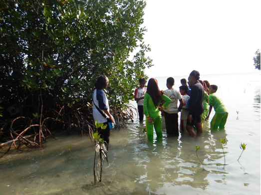 IOI INDONESIA: A trainer explaining mangrove morphology and how to identify the species in Tidung Island (one of the islands in Seribu Islands)