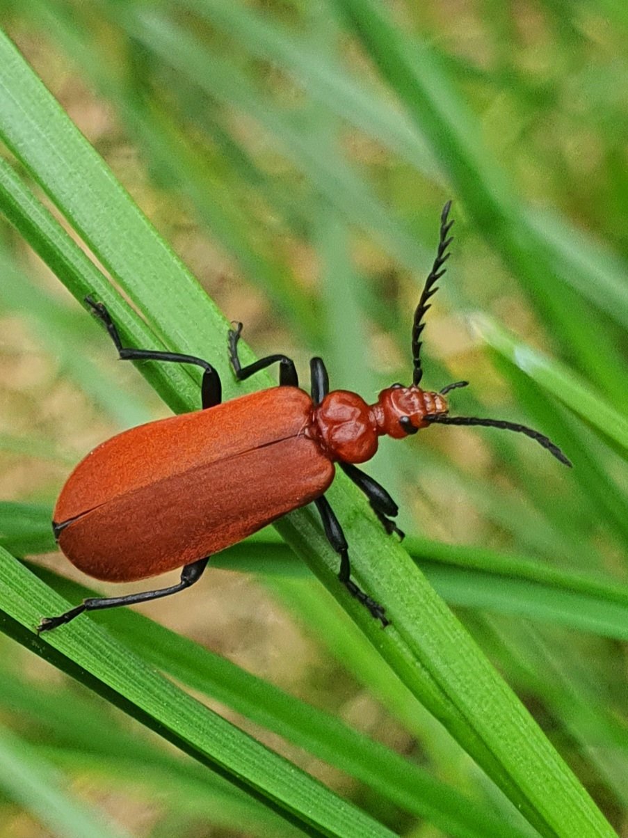 rotköpfiger Feuerkäfer