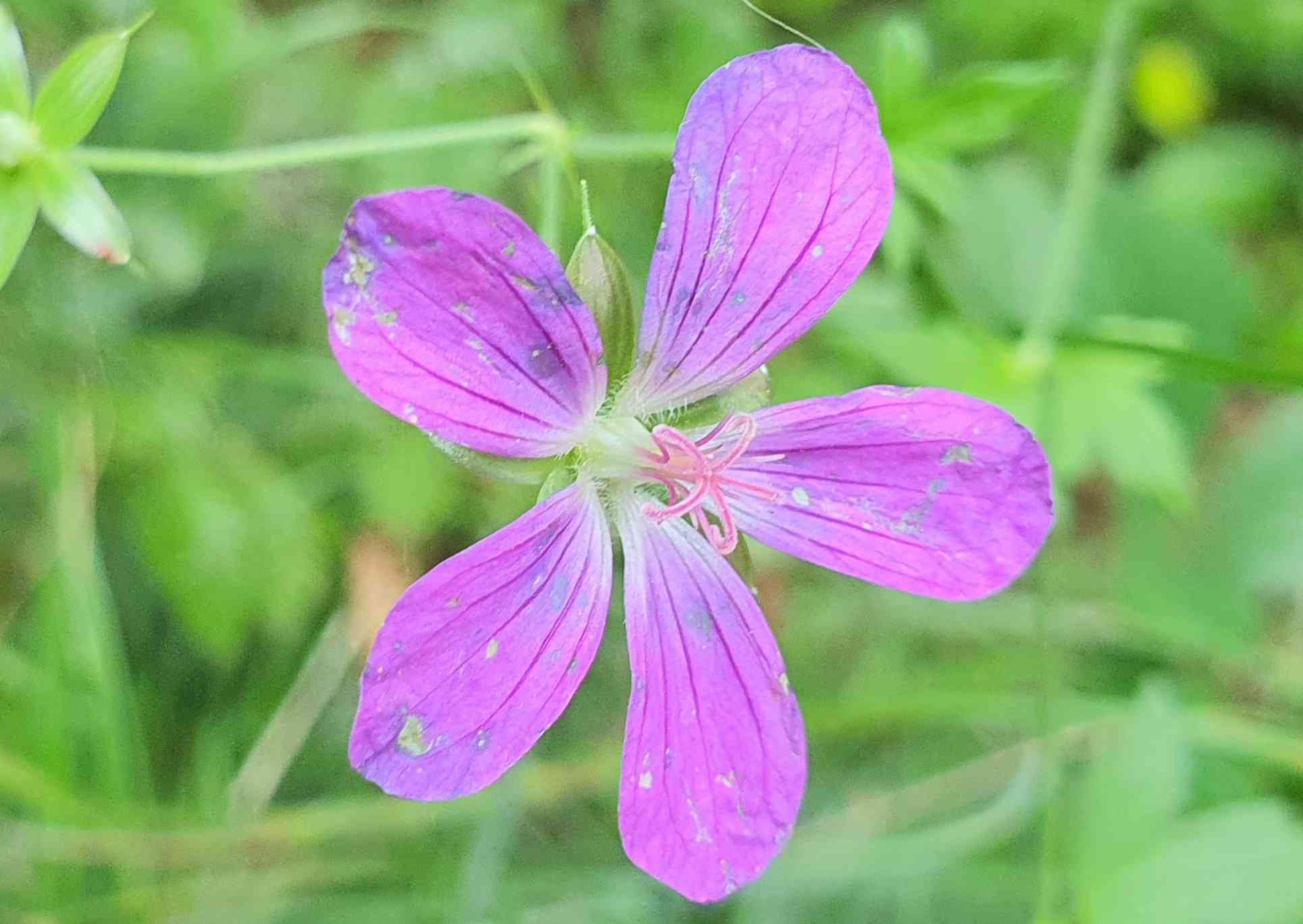 Sumpf-Storchschnabel, Bärensee, Foto H.G.