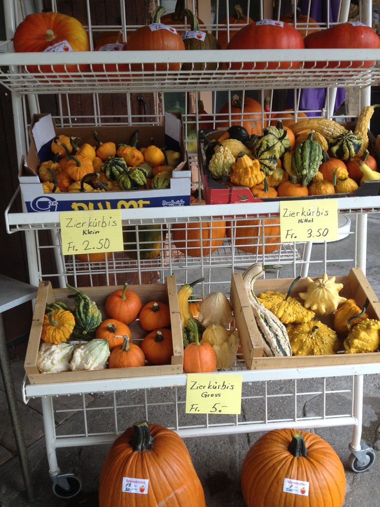 Zierkürbis