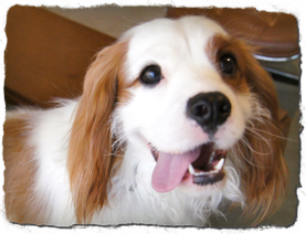 しつけ方トレーニング