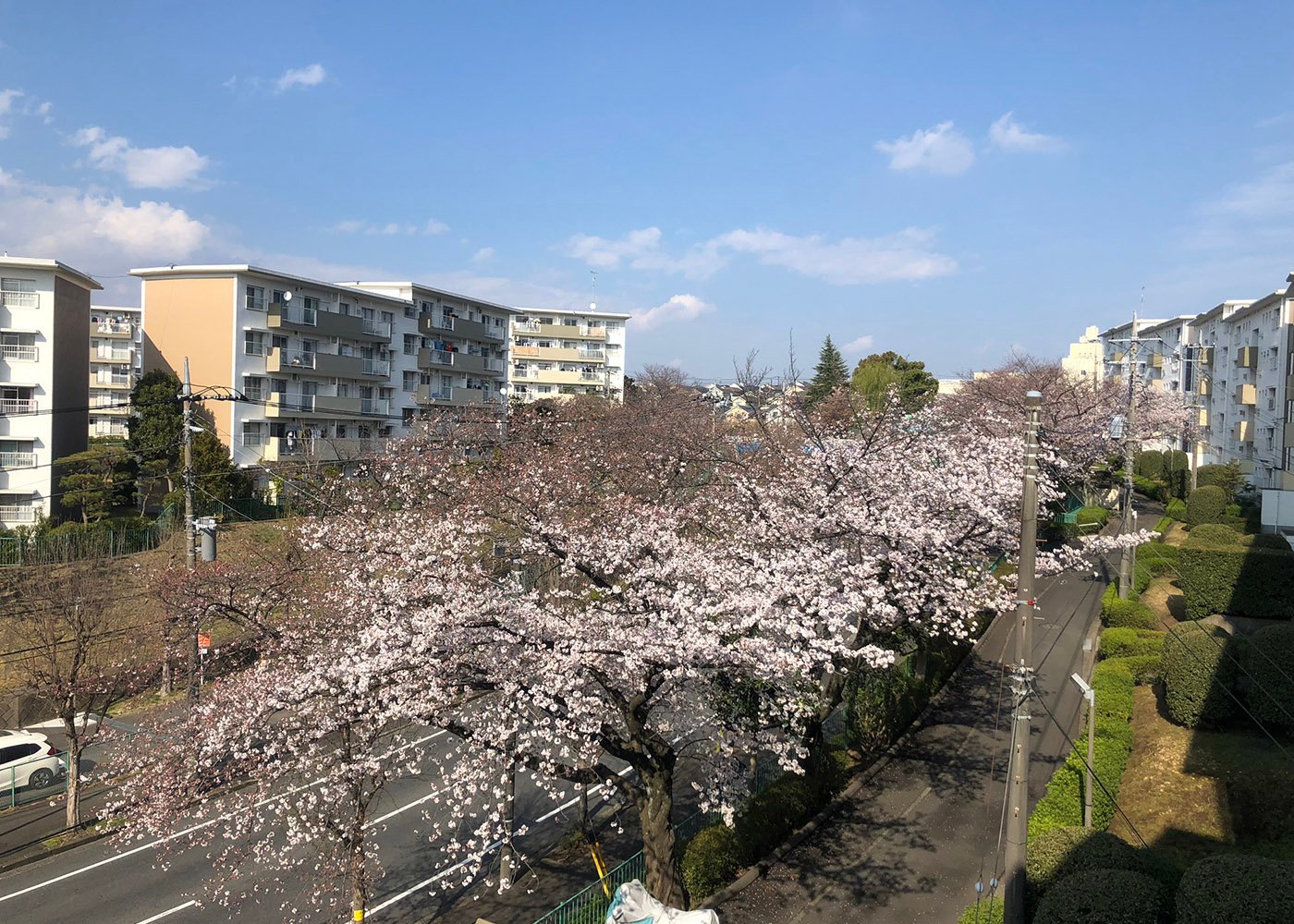 ２０１９　すすき野団地の桜です。