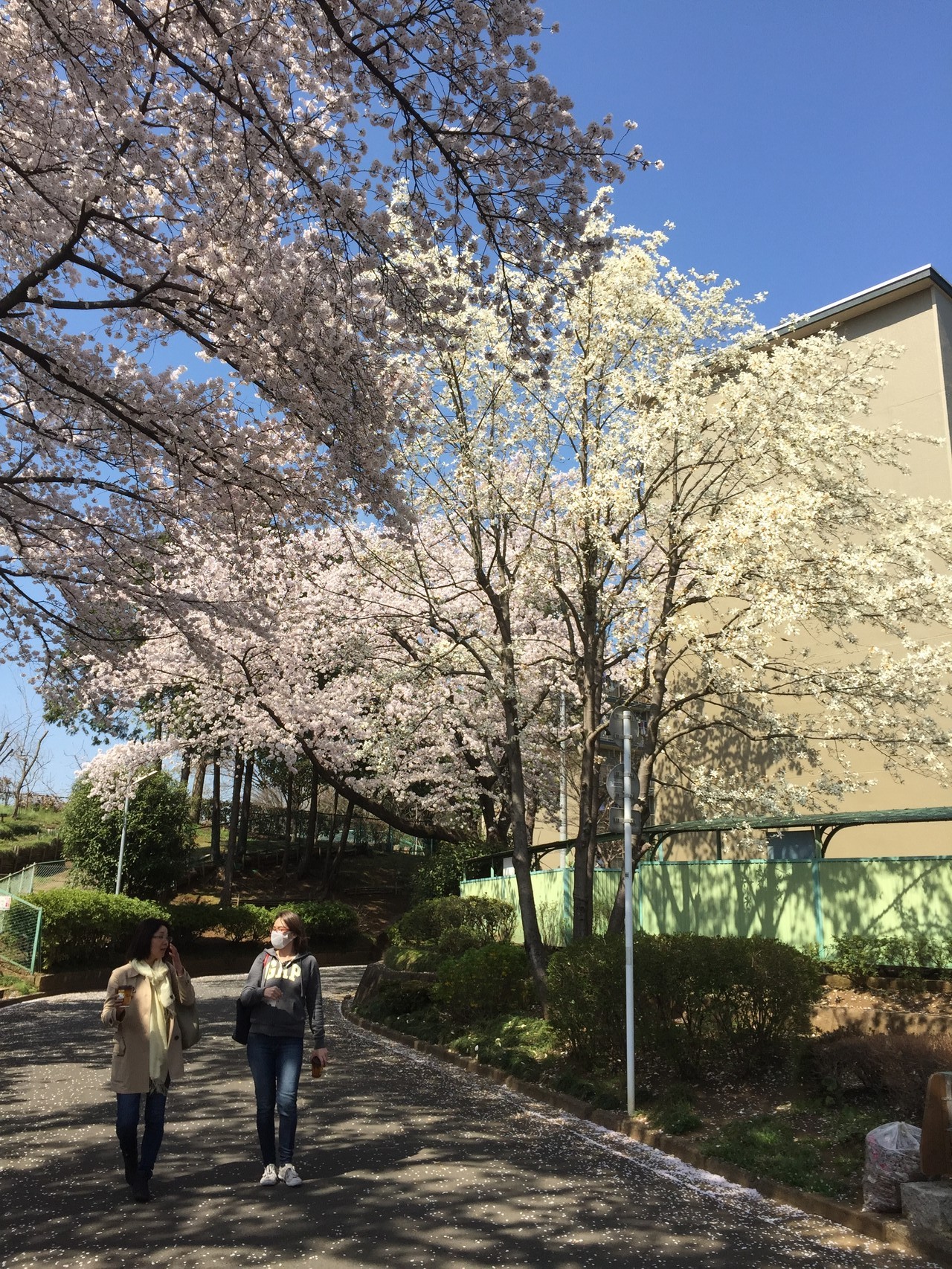 国交省モデル事業：狭山市の団地ブランディング事業が進行しています。